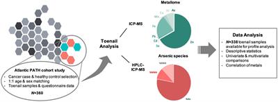 Toenail arsenic species and metallome profiles associated with breast, cervical, prostate, and skin cancer prevalence in the Atlantic Partnership for Tomorrow’s Health cohort